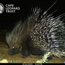Porcupine